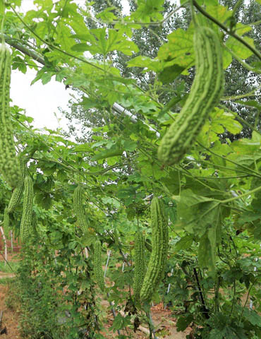 有機蔬菜農(nóng)場